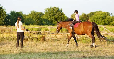horse lessons|adult riding lessons near me.